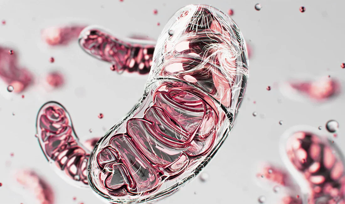 Why Cellular Energy Matters for Aging Gracefully