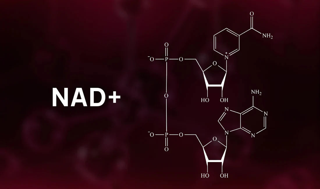NAD+ (Nicotinamide Adenine Dinucleotide)